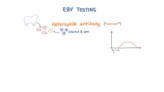 Epstein Barr Virus EBV Diagnosis and Testing [upl. by Celeste]