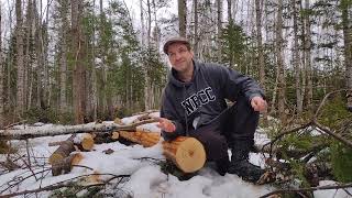 Dendrochronology What tree growth rings tell us about our forest [upl. by Suolekcin589]