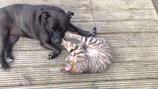 Staffordshire Bull terrier and cat [upl. by Eilsek]