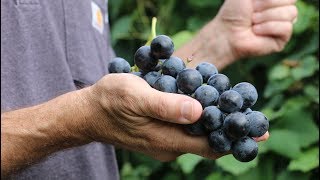 Cornell professor breeds new grape Everest Seedless [upl. by Naynek]