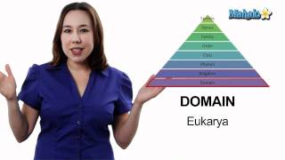 Learn Biology Classification The Taxonomic Hierarchy [upl. by Shaine]