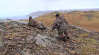 Alaska Adak Island Caribou [upl. by Fong348]