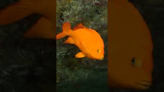 Garibaldi eats floating debris shorts [upl. by Giffy]