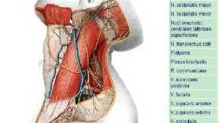Regio retromandibularis [upl. by Marji741]