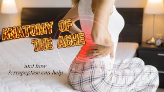 Anatomy of the Ache and how Serrapeptase can help [upl. by Avin342]