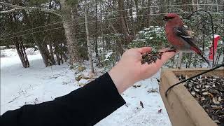 Scooping Pine Grosbeak December102020 [upl. by Assirrac784]