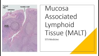 Histology  Mucosa Associated Lymphoid Tissue [upl. by Atinid]