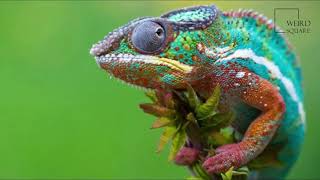 Interesting facts about Chameleon by weird square [upl. by Htidirem]