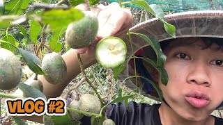 Vlog2 Làm Cơm Thịt Bò Gyudon và Khám Phá Khu Vườn Phía Sau Nhà [upl. by Atiuqat564]