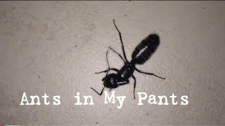 Ants in My Pants [upl. by Hoyt]