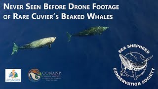 Never before seen drone footage of Cuviers Beaked Whales [upl. by Cully180]