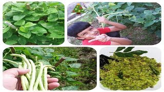 Long Beans Thoranഅച്ചിങ്ങ പയര്‍ തോരന്‍Kerala Style [upl. by Kristoforo]