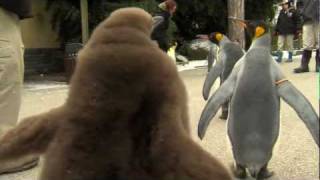 Big King Penguin Chick  Cincinnati Zoo [upl. by Rebmat]