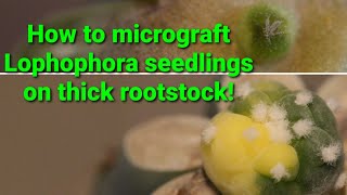 How to micrograft Lophophora seedlings on thick rootstocks [upl. by Lallage764]