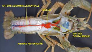 Appareil circulatoire de lécrevisse Astacus leptodactylus [upl. by Newton421]