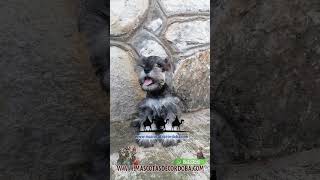 cachorros schnauzer miniatura en orizaba veracruz [upl. by Eniger506]