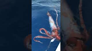 【不思議な海洋生物】これぞダイオウイカ Architeuthis dux・giant squid [upl. by Schoenburg]