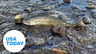 Salmon return to Klamath River after historic dam removals  USA TODAY [upl. by Trevar34]