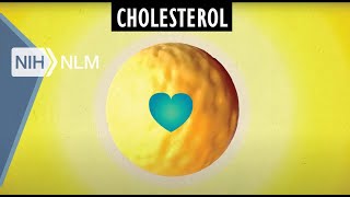 Cholesterol Good and Bad [upl. by Ikkim]