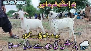 Bakra Mandi shahdadpur  barish men mall huwa sasta  Latest update today  date 05082024 [upl. by Nisa388]