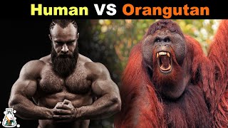 How Strong is an Orangutan Compared to a Human [upl. by Welton]