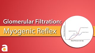 Glomerular Filtration Myogenic Reflex Autoregulation [upl. by Hashim]