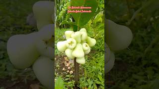 Jambu air Putri Salju fruit [upl. by Brendin367]