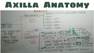 Axilla Anatomy  Part 1  Upper Limb Anatomy [upl. by Niamert]