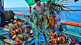 Amazing Millions Of Cuttlefish Eggs Caught On The Boat  Day 3  Mangalore Boat [upl. by Dmitri]