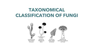 Medical Mycology Taxonomical Classification of Fungi [upl. by Yenmor635]