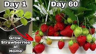 Easy 3 Methods Grow Strawberries at Home  How to grow strawberry plant from seeds [upl. by Brittany984]