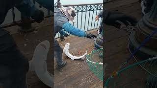 catching sharks pier 7 San Francisco [upl. by Josee]