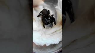 Deadly Funnel Web Spider Unboxing [upl. by Barbaraanne]