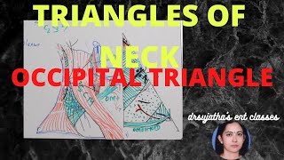 112Triangles of Neck Anatomy Posterior triangle neck  occipital triangle anatomylectures [upl. by Haleemaj]