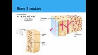 Bones and Skeletal Tissues [upl. by Brawner]