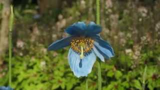 Meconopsis grandis in Osaka [upl. by Aniraad]