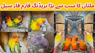 Biggest Breeding Farm in Multan Pakistan  Sun Conure  Sun Cheeck Conure Breeder Pair Available [upl. by Deland]