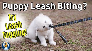 Help My Dog Keeps Biting The Leash Use Tugging On Lead To Your Walking Advantage [upl. by Ganley]