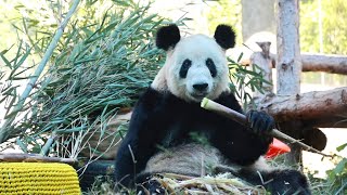 Panda Ya Yas October Videos panda yaya beijingzoo pandalife videos pandalover viralvideo [upl. by Kelvin]