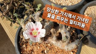 아프리카식물 멀티피듐 소개monsonia multifidasarcocaulon multifida [upl. by Emera]