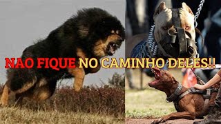 🎯 OS Cães mais PERIGOSOS Do mundo 🌍 VERDADE Ou mito 👨‍💻 [upl. by Nyladnarb]