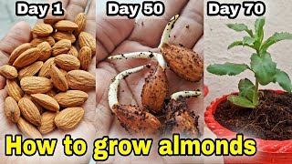 2 Methods to grow almonds at home बादाम घर उगाने का तरीका [upl. by Lemart663]