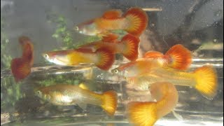 Changing My Guppy Cross Breeding Project by Breeding Red Versus Blue Males [upl. by Retsam]