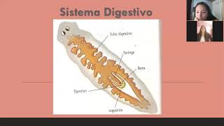 PLATELMINTOS ¿QUÉ SON CARACTERÍSTICAS REPRODUCCIÓN ENTRE OTROS [upl. by Anerrol]