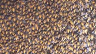 Neighbours got Wild Bees  Giant Honey Bee  Apis dorsata [upl. by Ive54]