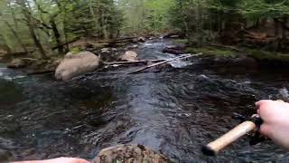 TROUT FISHING THE WEST BRANCH OR AUSABLE AND BLACK BROOK ADIRONDACK TROUT FISHING HATRICK ALERTS [upl. by Fillender]