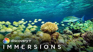 Secret Islands of the Pacific Slow TV  discovery Immersions [upl. by Alil]