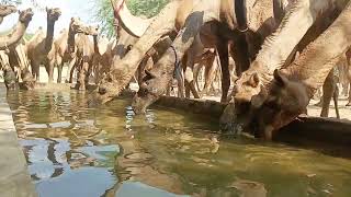 dromedary camels breslary water 💦 [upl. by Yvel]