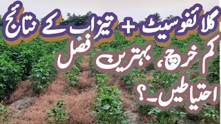 How to improve Glyphosate Efficiency  Glyphosate amp acid spray results  weeds control in cotton [upl. by Py]