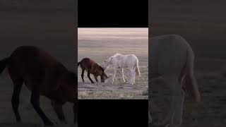 Brutal Stallion Mating Fight  PlanetEarth II BBC Earthshorts factflarehindi [upl. by Reynold]